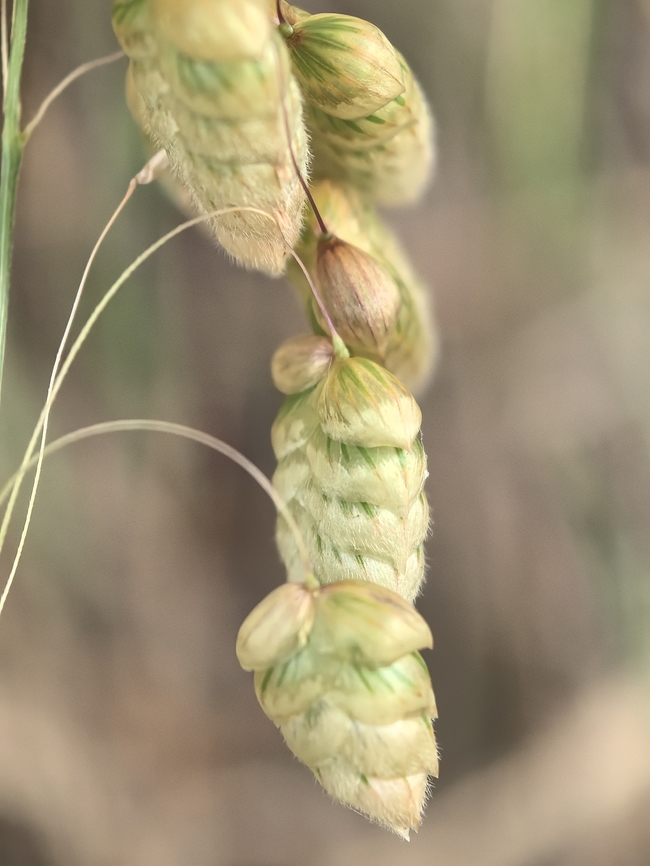 Greater Quaking Grass - Briza maxima  Australia,Briza maxima,Grass,Greater Quaking Grass,Land Cove,New South Wales,Plant