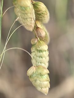 Greater Quaking Grass - Briza maxima  Australia,Briza maxima,Grass,Greater Quaking Grass,Land Cove,New South Wales,Plant