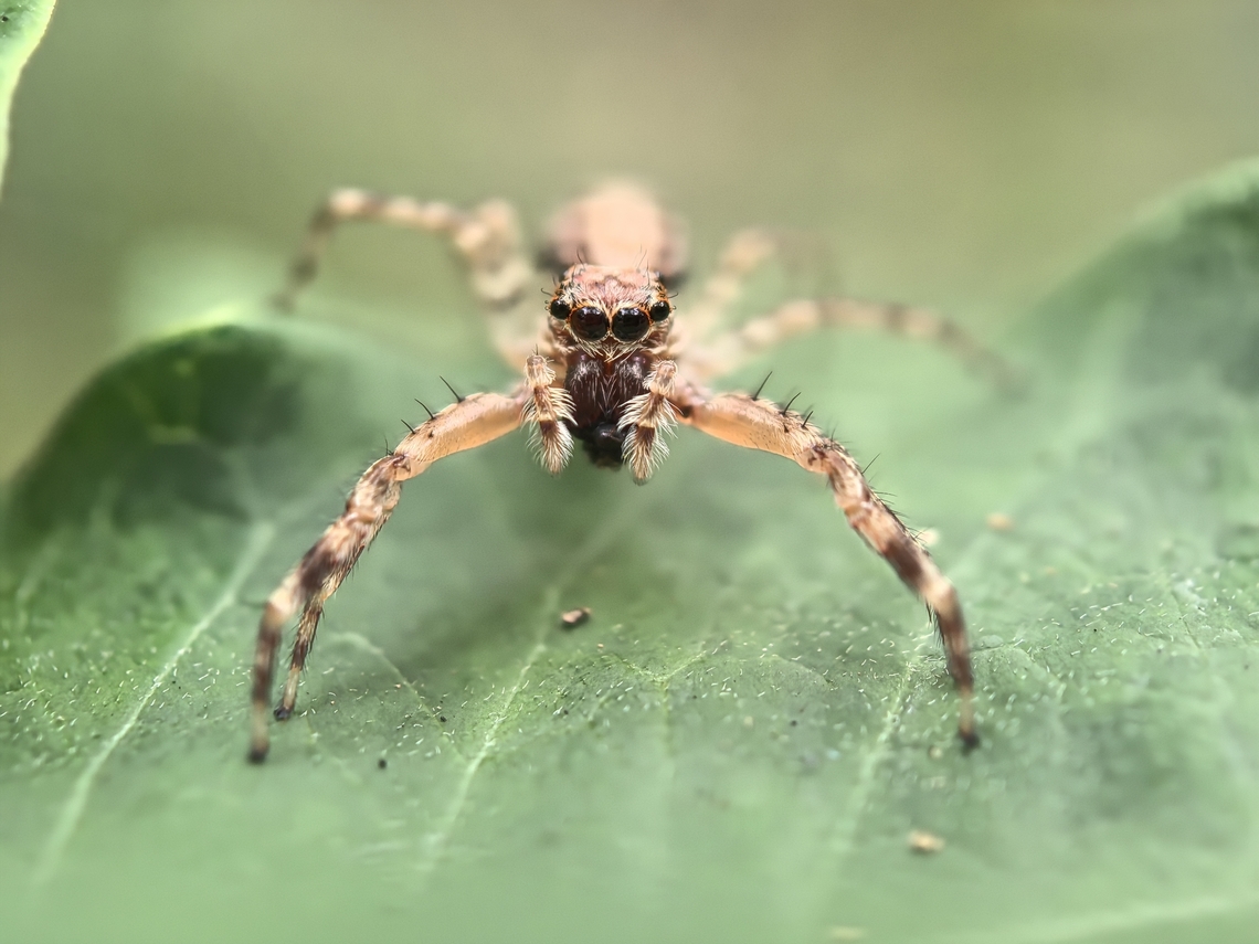 Bronze Hopper - Helpis minitabunda  Australia,Bronze Hopper,Helpis minitabunda,Jumpiung Spider,Land Cove,New South Wales,Spider