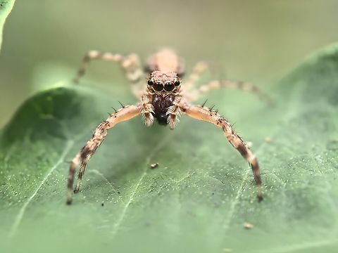 Bronze Hopper - Helpis minitabunda  Australia,Bronze Hopper,Helpis minitabunda,Jumpiung Spider,Land Cove,New South Wales,Spider