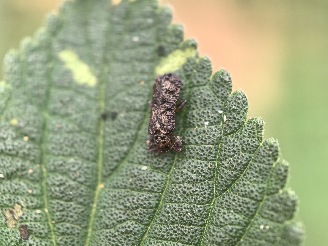 Lantana Leaf Beetle - Octotoma scabripennis  Australia,Beetle,Land Cove,Lantana Leaf Beetle,Leaf Beetle,New South Wales,Octotoma scabripennis