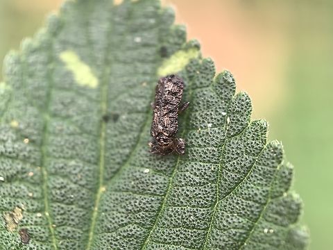 Lantana Leaf Beetle - Octotoma scabripennis  Australia,Beetle,Land Cove,Lantana Leaf Beetle,Leaf Beetle,New South Wales,Octotoma scabripennis