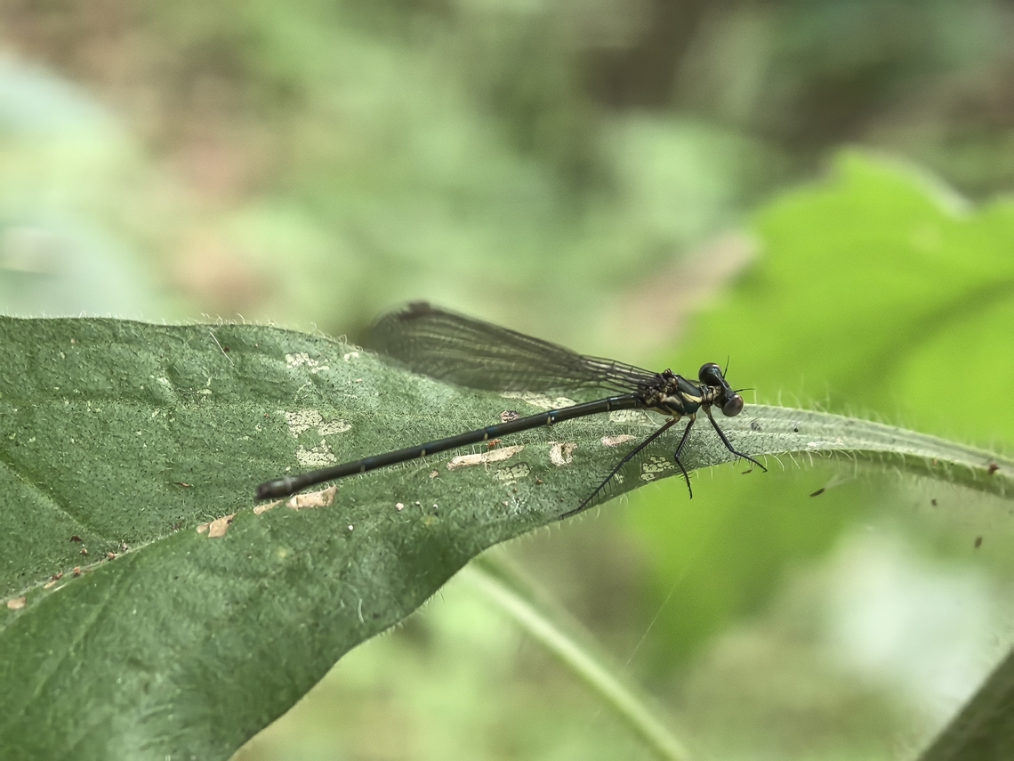 Common Flatwing - Austroargiolestes icteromelas  Australia,Austroargiolestes icteromelas,Common Flatwing,Damselfly,Land Cove,New South Wales