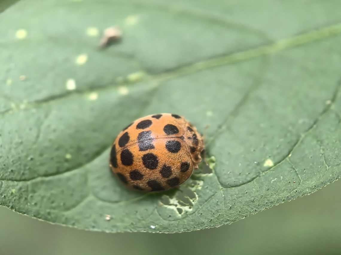 Hadda Beetle - Henosepilachna vigintioctopunctata  Australia,Beetle,Hadda Beetle,Henosepilachna vigintioctopunctata,Ladybeetle,Land Cove,New South Wales