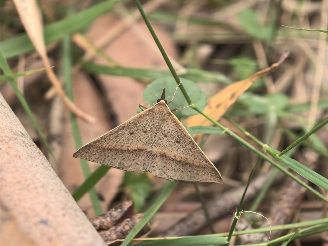 Neat Epidermia - Epidesmia tryxaria  Australia,Epidesmia tryxaria,Land Cove,Moth,Neat Epidermia,New South Wales