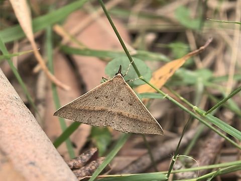 Neat Epidermia - Epidesmia tryxaria  Australia,Epidesmia tryxaria,Land Cove,Moth,Neat Epidermia,New South Wales