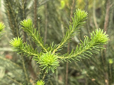 Heath-Leaved Banksia - Banksia ericifolia  Australia,Banksia ericifolia,Heath-Leaved Banksia,Land Cove,New South Wales,Plant