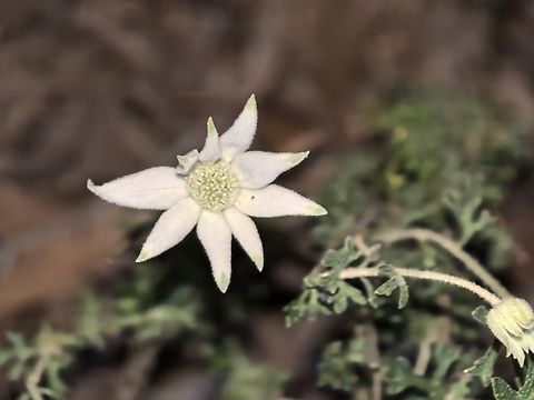 Flannel Flower - Actinotus helianthi  Actinotus helianthi,Australia,Flannel Flower,Flower,Land Cove,New South Wales,Plant