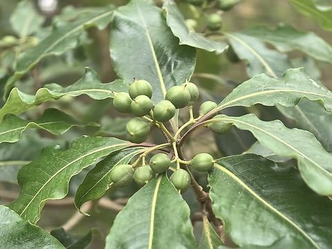Australian Cheesewood - Pittosporum undulatum  Australia,Australian Cheesewood,Cheesewood,Fruit,Land Cove,New South Wales,Pittosporum undulatum,Plant