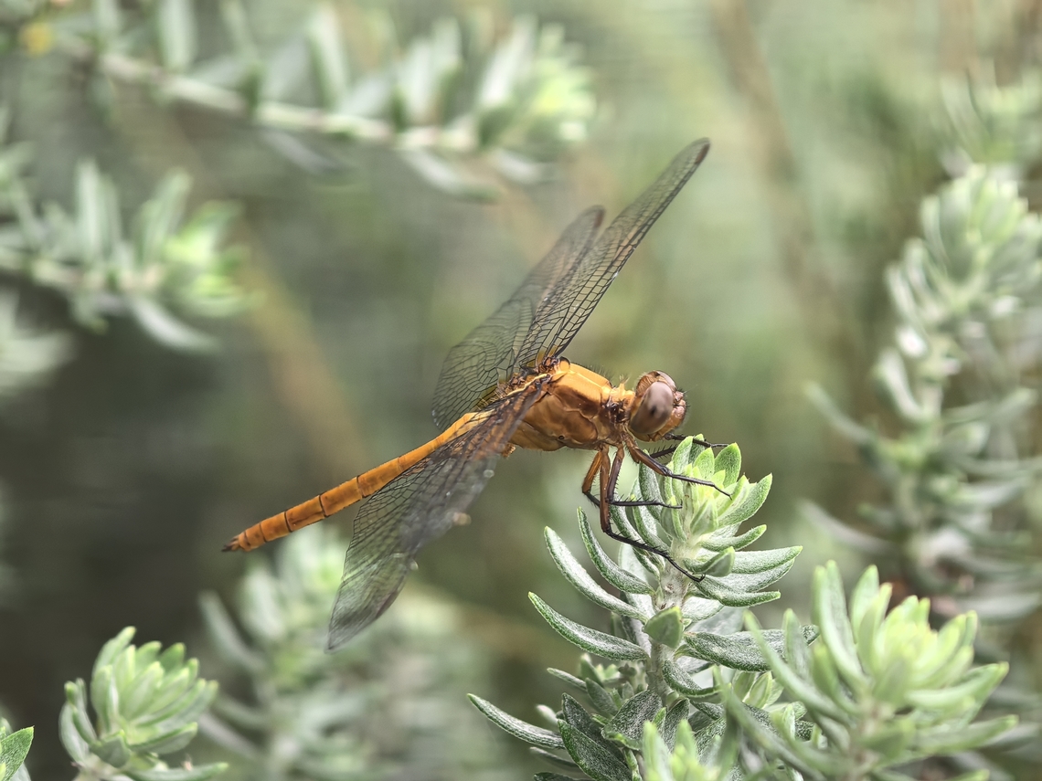 Fiery Skimmer - Orthetrum villosovittatum  Australia,Dragonfly,Fiery Skimmer,Land Cove,New South Wales,Orthetrum villosovittatum,Skimmer
