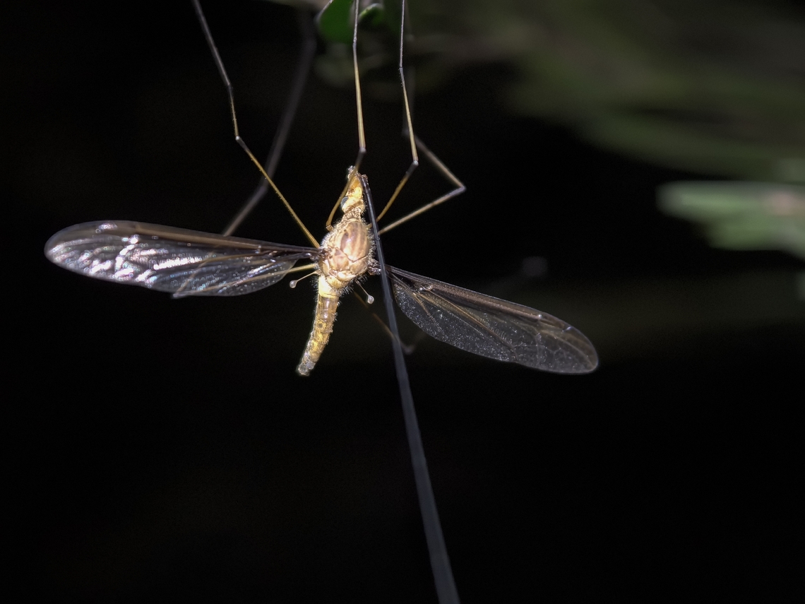 Common Brown Crane Fly - Leptotarsus costalis  Australia,Common Brown Crane Fly,Cran Fly,Land Cove,Leptotarsus costalis,New South Wales