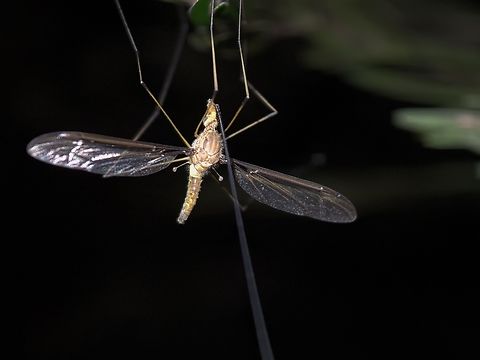 Common Brown Crane Fly - Leptotarsus costalis  Australia,Common Brown Crane Fly,Cran Fly,Land Cove,Leptotarsus costalis,New South Wales
