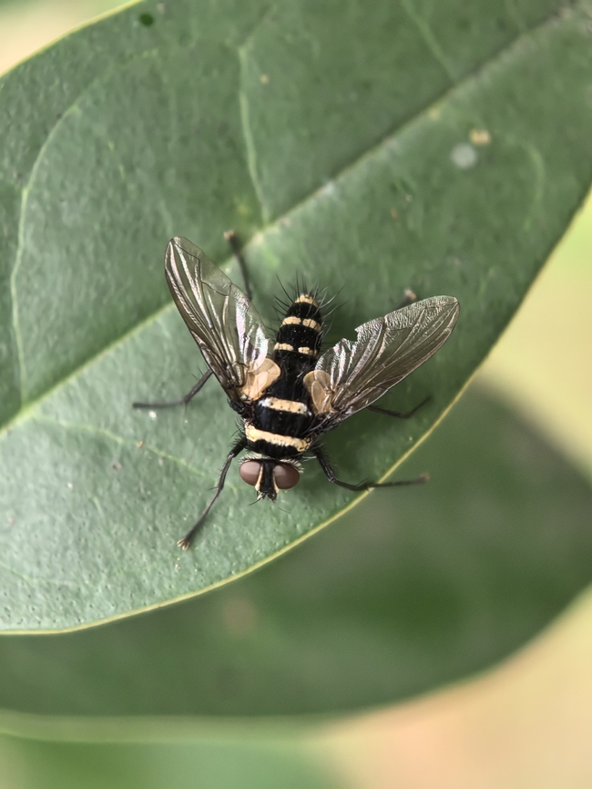 Fly - Complex Trigonospila cingulata  Australia,Complex Trigonospila cingulata,Fly,Land Cove,New South Wales,Trigonospila cingulata