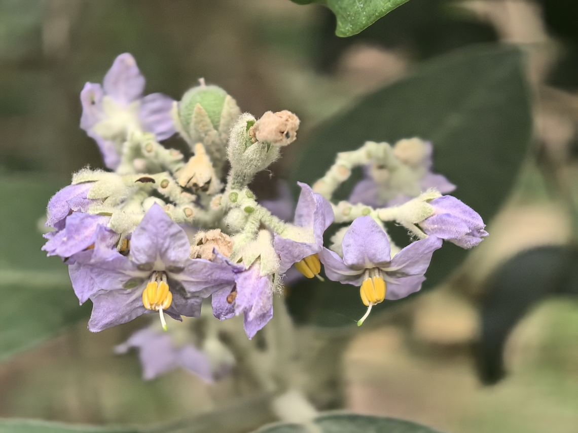 Bugweed - Solanum mauritianum  Australia,Bugweed,Flower,Land Cove,New South Wales,Plant,Solanum mauritianum