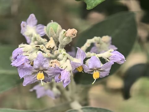 Bugweed - Solanum mauritianum  Australia,Bugweed,Flower,Land Cove,New South Wales,Plant,Solanum mauritianum