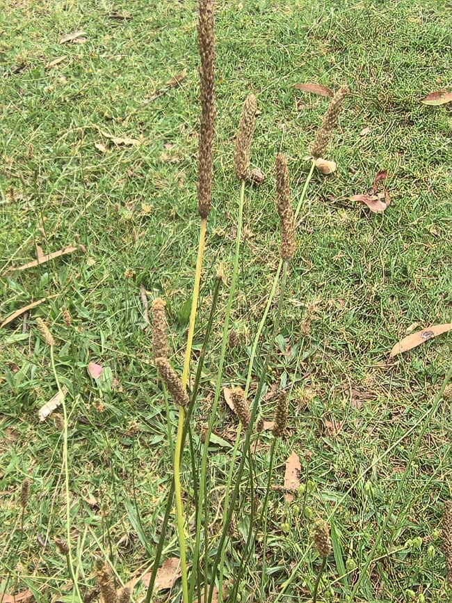 Ribwort Plantain - Plantago lanceolata  Australia,Land Cove,New South Wales,Plant,Plantago lanceolata,Ribwort Plantain