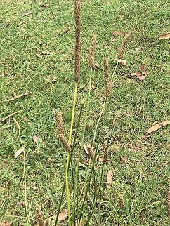 Ribwort Plantain - Plantago lanceolata  Australia,Land Cove,New South Wales,Plant,Plantago lanceolata,Ribwort Plantain