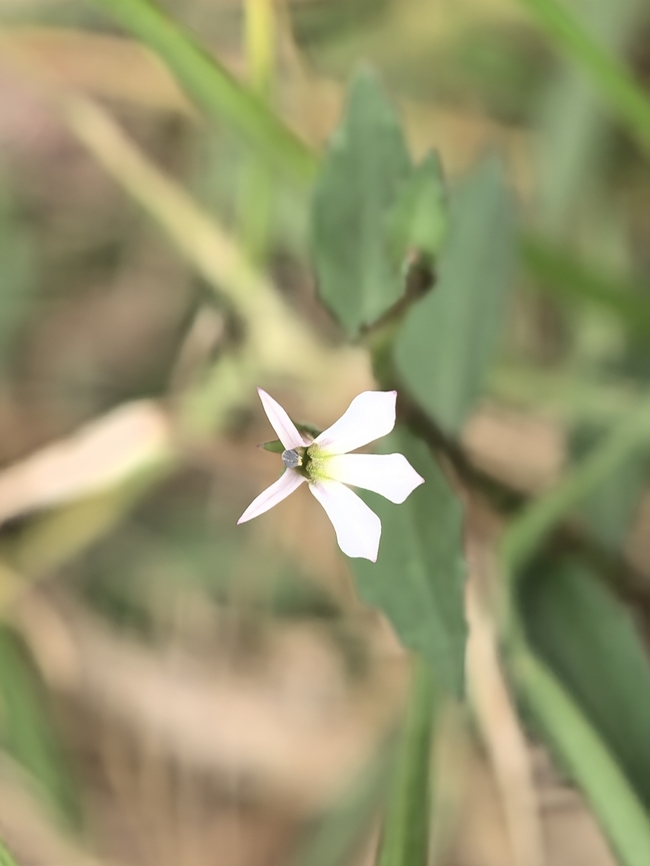 White Root - Lobelia purpurascens  Australia,Flower,Land Cove,Lobelia purpurascens,New South Wales,Plant,White Root