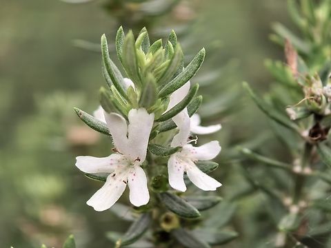 Coastal Rosemary - Westringia fruticosa  Australia,Coastal Rosemary,Flower,Land Cove,New South Wales,Plant,Rosemary,Westringia fruticosa
