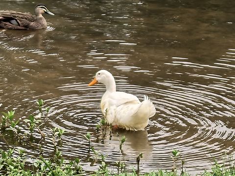 Domestic Mallard - Anas platyrhynchos var. domesticus  Anas platyrhynchos,Anas platyrhynchos domesticus,Australia,Bird,Domestic Mallard,Land Cove,New South Wales