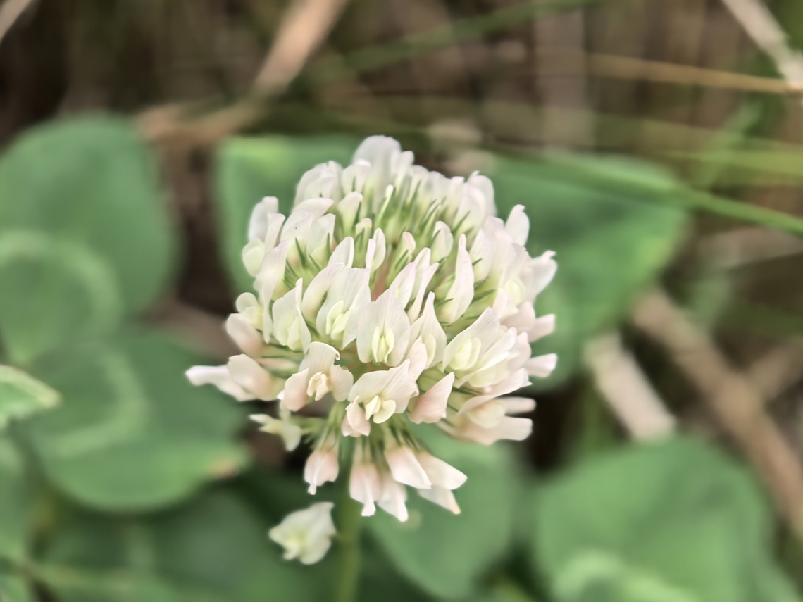 White Clover - Trifolium repens  Australia,Flower,Land Cove,New South Wales,Plant,Trifolium repens,White Clover
