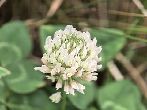 White Clover - Trifolium repens  Australia,Flower,Land Cove,New South Wales,Plant,Trifolium repens,White Clover