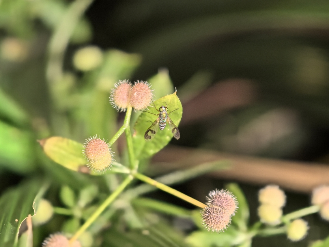 Long-Legged Fly - Austrosciapus connexus  Australia,Austrosciapus connexus,Fly,Land Cove,Long-Legged Fly,New South Wales