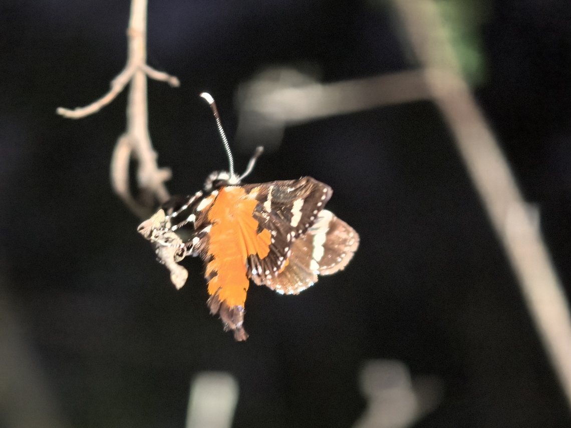 Common Whistling Moth - Hecatesia fenestrata  Australia,Common Whistling Moth,Hecatesia fenestrata,Land Cove,Moth,New South Wales