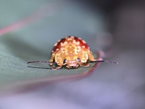 Eucalypt Leaf Beetle - Paropsis maculata  Australia,Beetle,Eucalypt Leaf Beetle,Ladybeetle,Land Cove,Leaf Beetle,New South Wales,Paropsis maculata