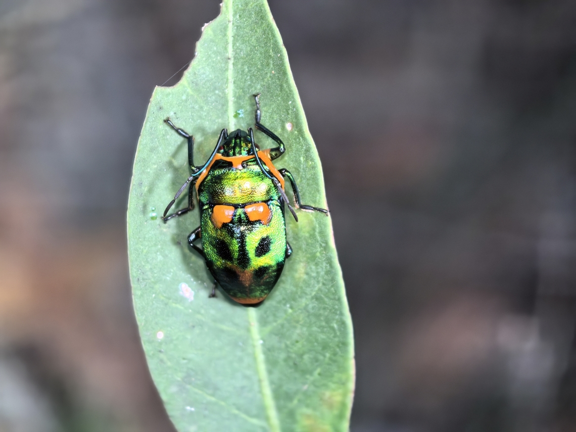 Metallic Shield Bug - Scutiphora pedicellata  Australia,Land Cove,Metallic Shield Bug,New South Wales,Scutiphora pedicellata,Shield Bug