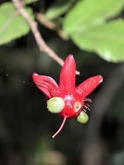 Small-Leaved Plane - Ochna serrulata  Australia,Flower,Land Cove,New South Wales,Ochna serrulata,Plant,Small-Leaved Plane
