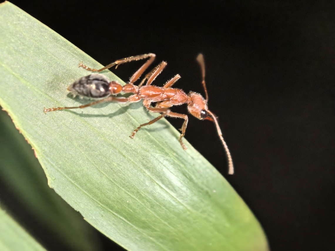 Giant Bulldog Ant - Myrmecia brevinoda  Ant,Australia,Bulldog Ant,Giant Bulldog Ant,Land Cove,Myrmecia brevinoda,New South Wales