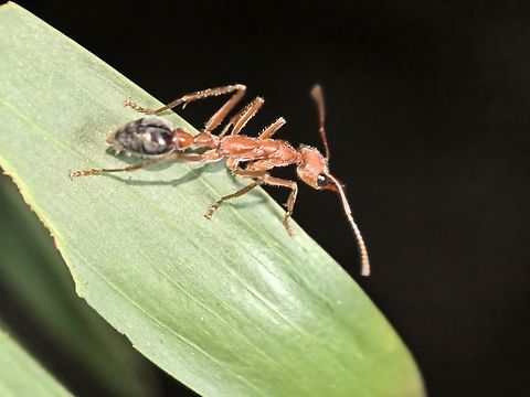 Giant Bulldog Ant - Myrmecia brevinoda  Ant,Australia,Bulldog Ant,Giant Bulldog Ant,Land Cove,Myrmecia brevinoda,New South Wales
