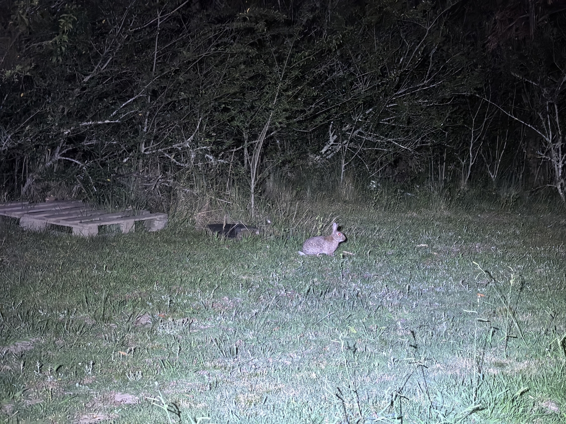 Endangered Pest! European Rabbit - Oryctolagus cuniculus Australia,European Rabbit,Land Cove,New South Wales,Oryctolagus cuniculus,Rabbit