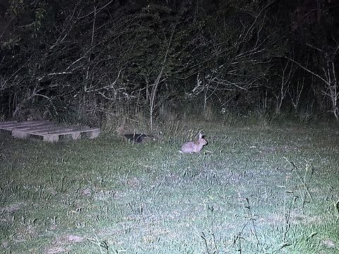 Endangered Pest! European Rabbit - Oryctolagus cuniculus Australia,European Rabbit,Land Cove,New South Wales,Oryctolagus cuniculus,Rabbit