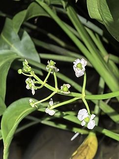 Delta Arrowhead - Sagittaria platyphylla  Australia,Delta Arrowhead,Flower,Land Cove,New South Wales,Plant,Sagittaria platyphylla