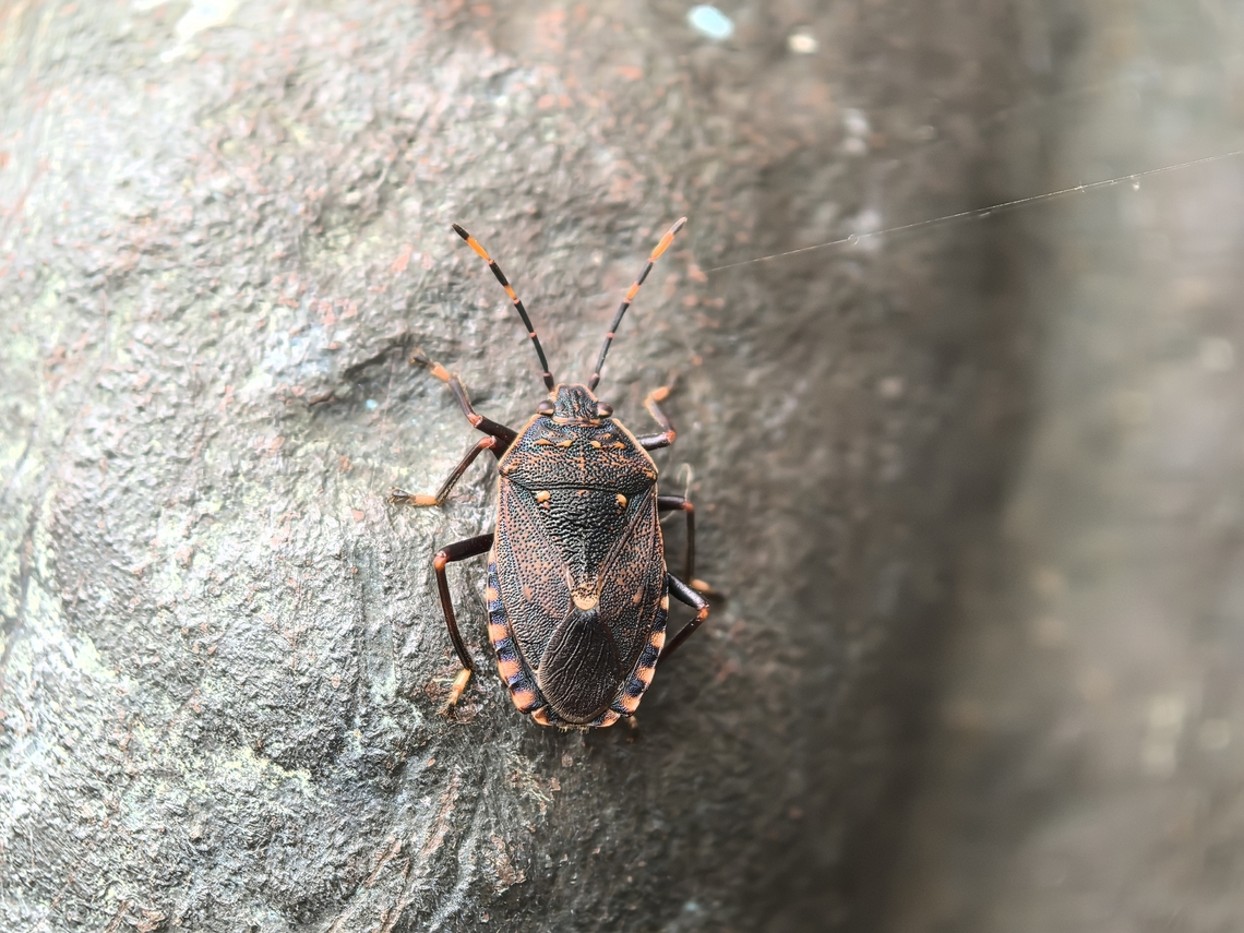 Stink Bug - Notius depressus  Australia,Landd Cove,New South Wales,Notius depressus,Stink Bug