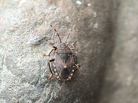 Stink Bug - Notius depressus  Australia,Landd Cove,New South Wales,Notius depressus,Stink Bug