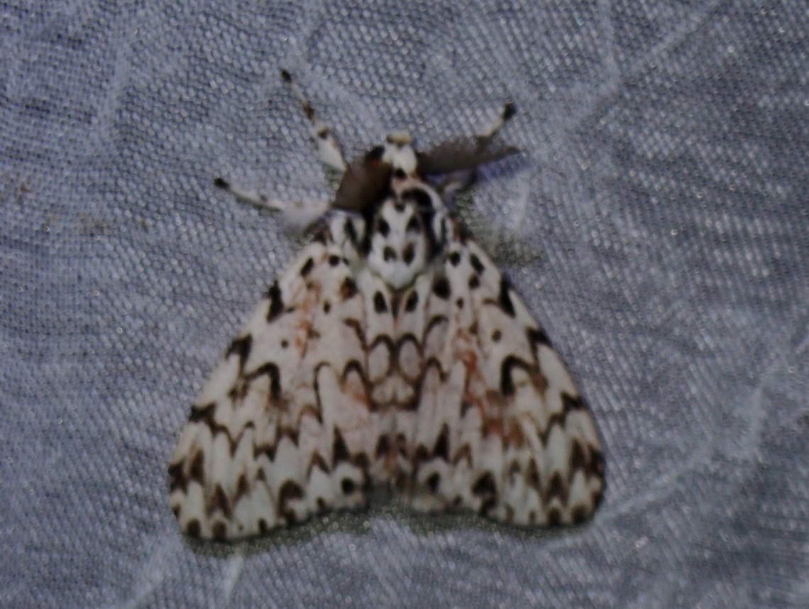 Tussock Moth - Lymantria subrosea singapura Sub-species - Lymantria subrosea singapura Lymantria subrosea,Lymantria subrosea singapura,Moth,Palawan,Philippines,Tussock Moth