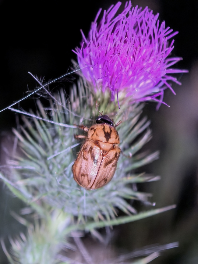 Argentinian in Australia Argentinian Scarab - Cyclocephala signaticollis Argentinian Scarab,Australia,Beeetle,Cyclocephala signaticollis,Land Cove,New South Wales,Scarab Beetle