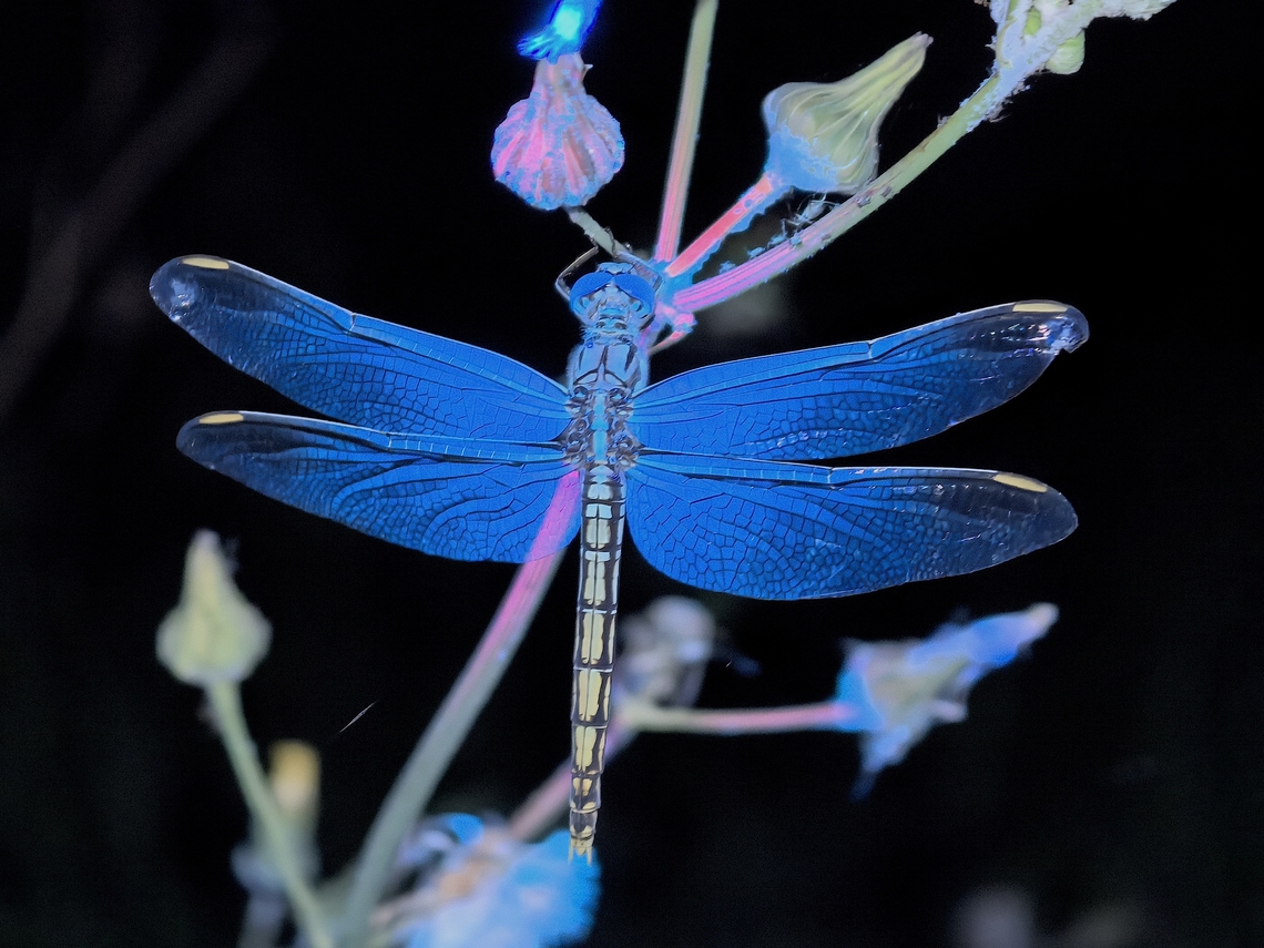Blues Blue Skimmer - Orthetrum caledonicum, in UV lighting Australia,Blue skimmer,Dragonfly,Land Cove,New South Wales,Orthetrum caledonicum