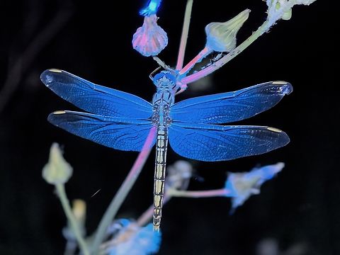 Blues Blue Skimmer - Orthetrum caledonicum, in UV lighting Australia,Blue skimmer,Dragonfly,Land Cove,New South Wales,Orthetrum caledonicum