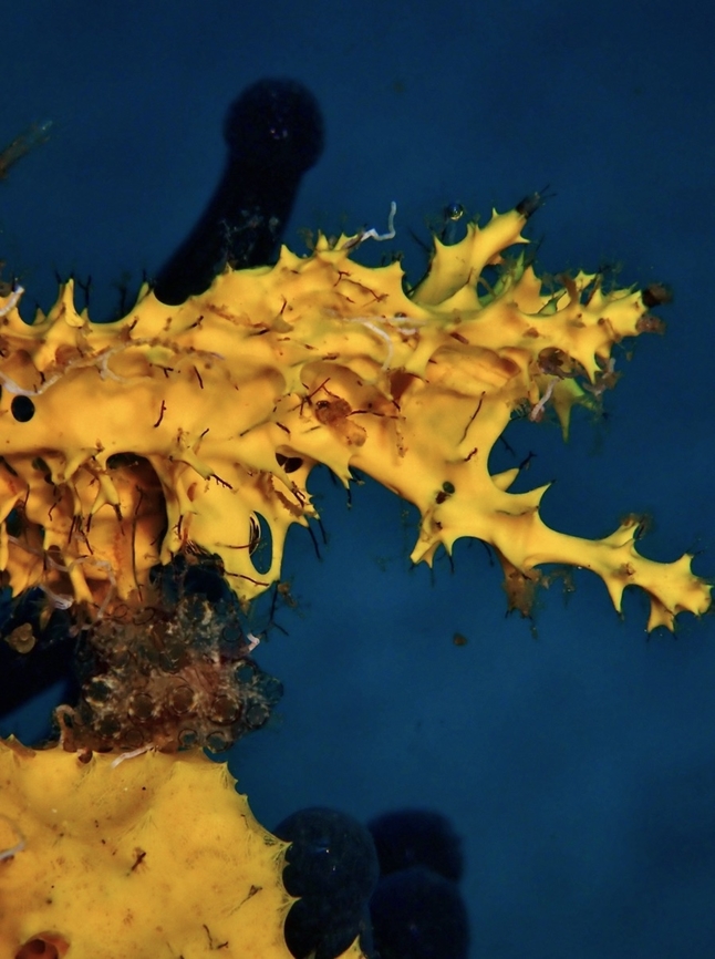 Rare Sponge Rarely documented Sea Sponge - Pleraplysilla flabellum Anilao,Batangas,Philippines,Pleraplysilla flabellum,Sea Sponge