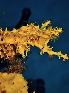 Rare Sponge Rarely documented Sea Sponge - Pleraplysilla flabellum Anilao,Batangas,Philippines,Pleraplysilla flabellum,Sea Sponge