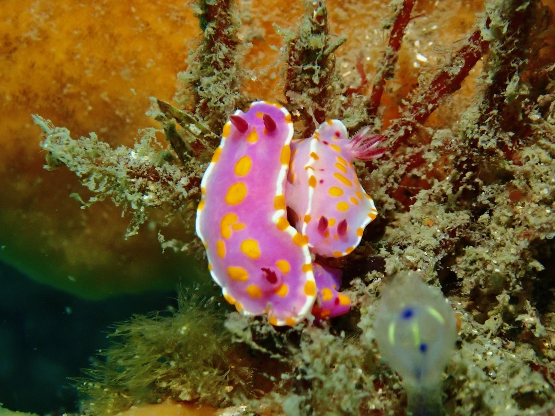 More Clowns to Come! Mating pair of Clown Doris - Ceratosoma amoenum Australia,Ceratosoma amoenum,Clown Doris,Nelson Bay,New South Wales,Nudibranch