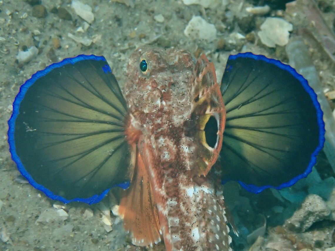 Spiny Gurnard - Lepidotrigla papilio  Australia,Fish,Gurnard,Lepidotrigla papilio,Nelson Bay,New South Wales,Spiny Gurnard