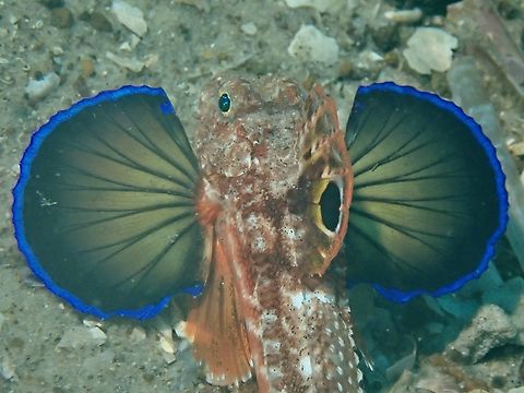 Spiny Gurnard - Lepidotrigla papilio Australia,Fish,Gurnard,Lepidotrigla papilio,Nelson Bay,New South Wales,Spiny Gurnard