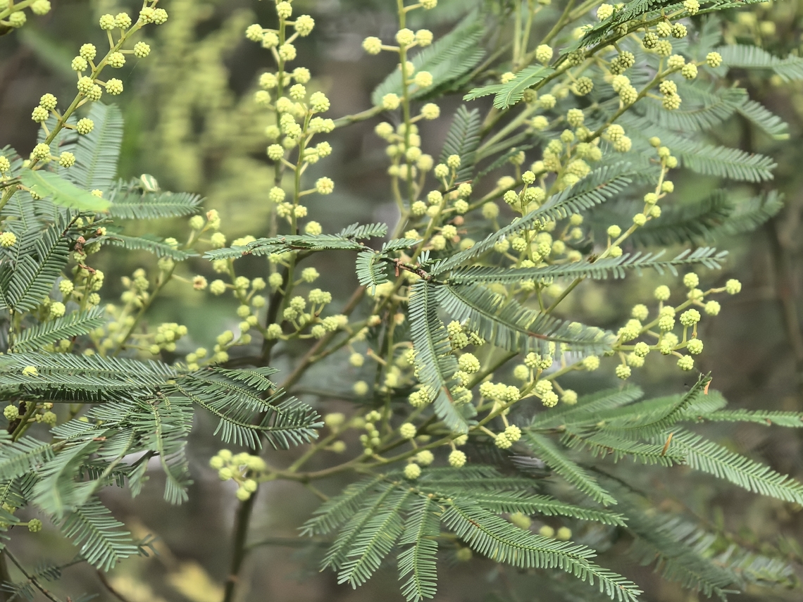 Parramatta Green Wattle - Acacia parramattensis  Acacia parramattensis,Australia,Flower,Green Wattle,Land Cove,New South Wales,Parramatta Green Wattle,Plant