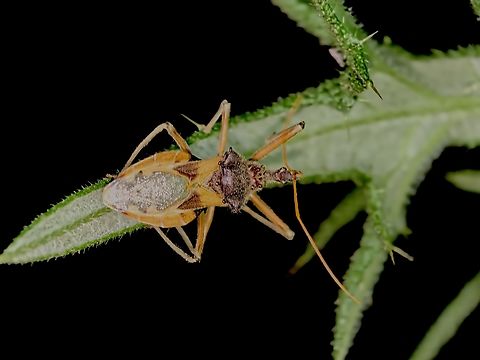 Common Assassin Bug - Pristhesancus plagipennis  Assassin Bug,Australia,Common Assassin Bug,Land Cove,New South Wales,Pristhesancus plagipennis