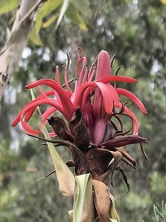 Gymea Lily - Doryanthes excelsa  Australia,Doryanthes excelsa,Flower,Gymea Lily,Lily,New South Wales,Plant,Sydney
